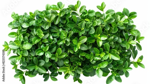 Aerial view of Kluay Hak Mook plant  vibrant green leaves  detailed textures  white isolated background  photorealistic  sharp and clear edges