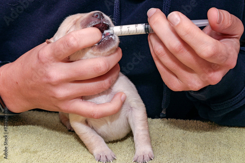 A nine-day-old Labrador puppy is being fed milk with a syringe.