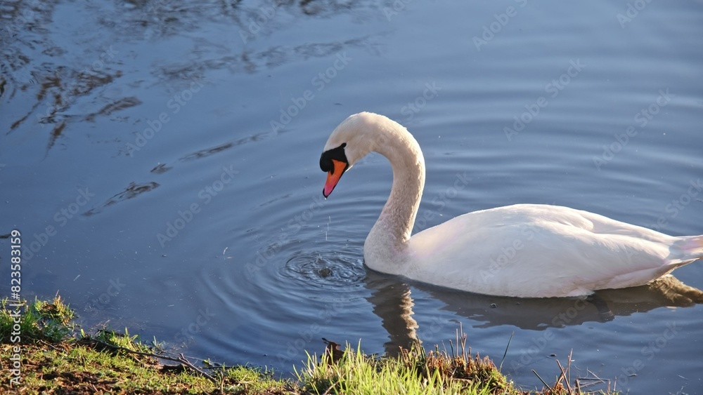 White Beautiful Wild Swan Birds Diving for Food in Park Pond White Beautiful Wild Swan Birds Diving for Food in Park Pond