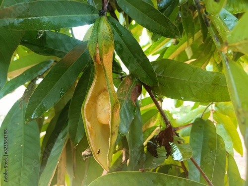 Natural Saraca Asoca Seeds stock in photos