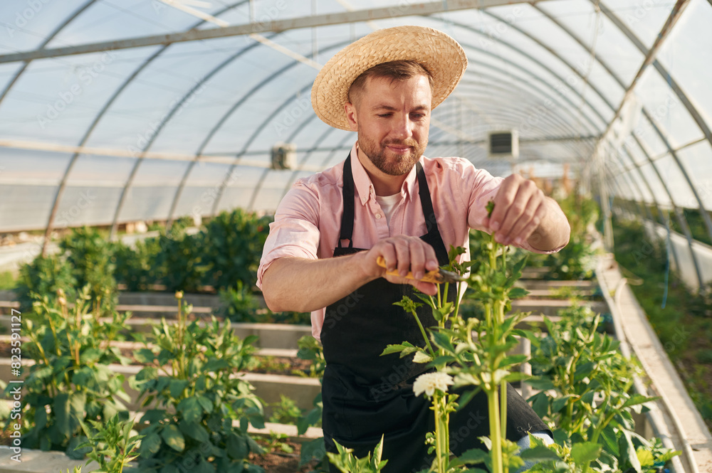 Obraz premium Front view. Man in greenhouse is working with plants