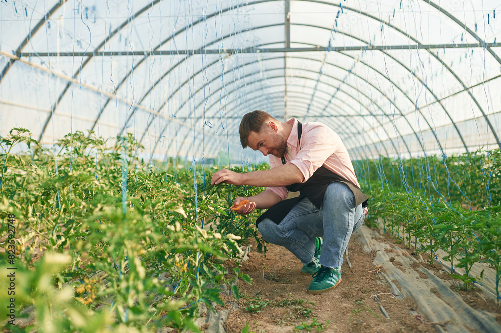 Cutting plants by scissors. Man in greenhouse is working Cutting plants by scissors. Man in greenhouse is working