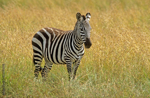Z  bre de Grant  Equus burchelli grant  Parc national de Masai Mara  Kenya
