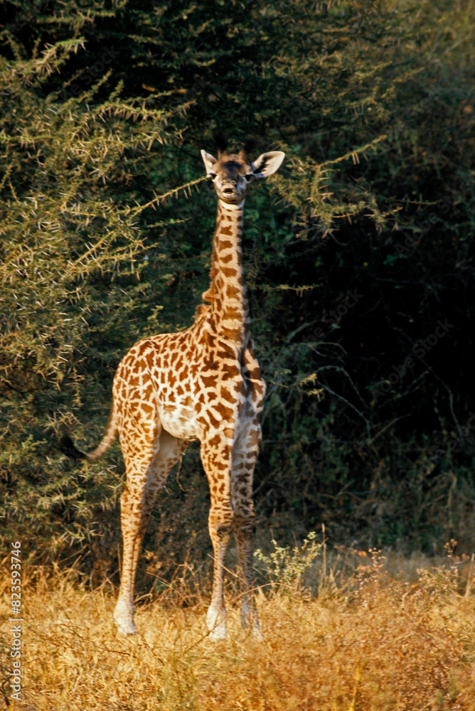 Obraz premium Girafe, Giraffa camelopardalis tippelskirchi, Femelle et jeunes, Réserve du Selous, Tanzanie