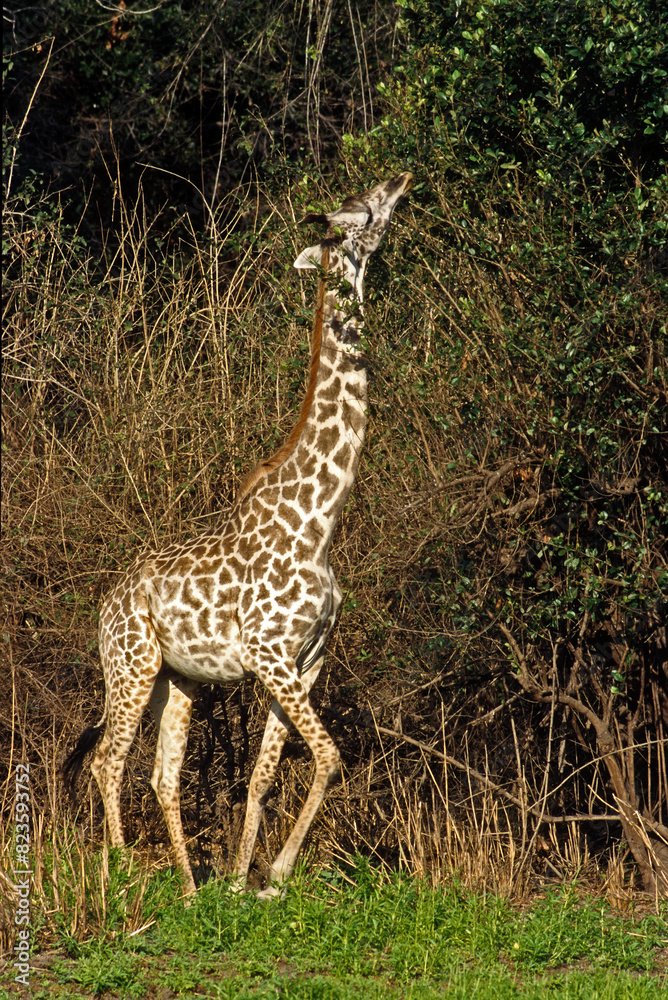 Girafe, Giraffa camelopardalis tippelskirchi, Femelle et jeunes, Réserve du Selous, Tanzanie Girafe, Giraffa camelopardalis tippelskirchi, Femelle et jeunes, Réserve du Selous, Tanzanie