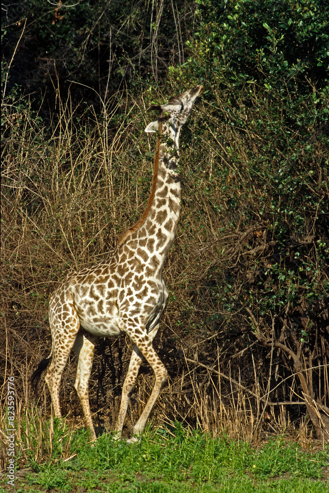Girafe , Jeune (Giraffa camelopardalis tippelskirch). Tanzanie Girafe , Jeune (Giraffa camelopardalis tippelskirch). Tanzanie