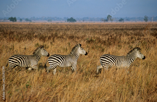 Z  bre de Grant  Equus burchelli granti  Parc national de Mikumi  Tanzanie