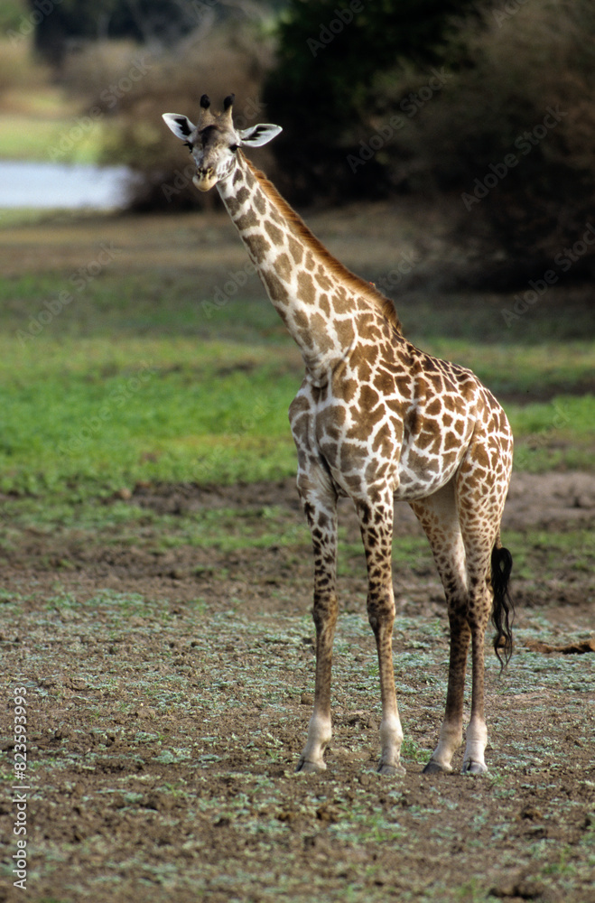 Fototapeta premium Girafe , Jeune, Giraffa camelopardalis tippelskirch, Reserve du Selous, Tanzanie