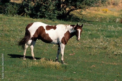 Принти на полотні Cheval , race Indiens Pinto , Equus caballus