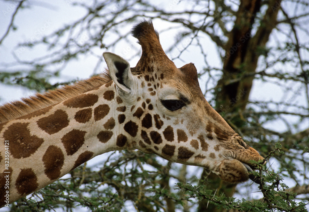 Girafe masai, Giraffa camelopardalis tippelskirchi, Parc national du Tarangire, Tanzanie Girafe masai, Giraffa camelopardalis tippelskirchi, Parc national du Tarangire, Tanzanie