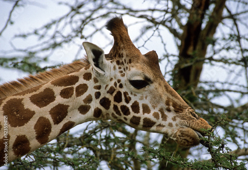 Girafe masai  Giraffa camelopardalis tippelskirchi  Parc national du Tarangire   Tanzanie