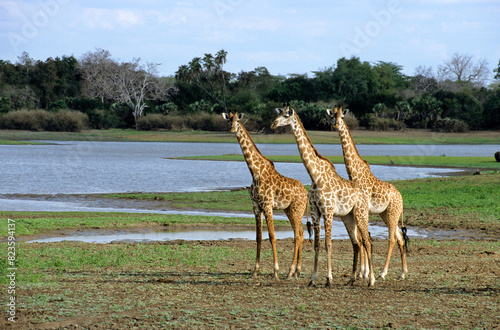 Girafe massa, Giraffa camelopardalis tippelskirch, Reserve du Selous, Tanzanie