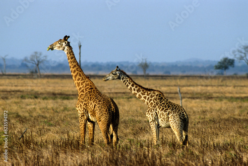 Girafe masai, Giraffa camelopardalis tippelskirchi , Parc national de Manyara , Tanzanie photo