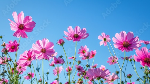 Pink cosmos flower in the grass with blue sky, Generative AI. © pornsawan