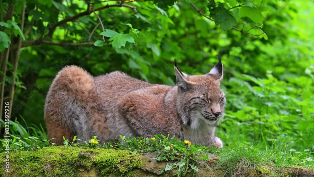 Sleepy Eurasian lynx (Lynx lynx) resting in undergrowth of forest and closing and opening eyes Sleepy Eurasian lynx (Lynx lynx) resting in undergrowth of forest and closing and opening eyes