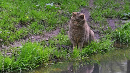 European wildcat / wild cat (Felis silvestris silvestris) watching fish and frogs in water from pond bank photo