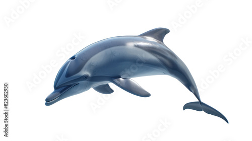 Bottlenose dolphin on a white background