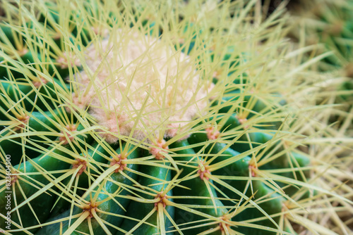 Close-up of sharp cactus spines. Golden barrel cactus or Kroenleinia grusonii. Texture background