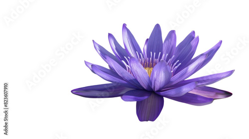 Isolated purple lotus flower