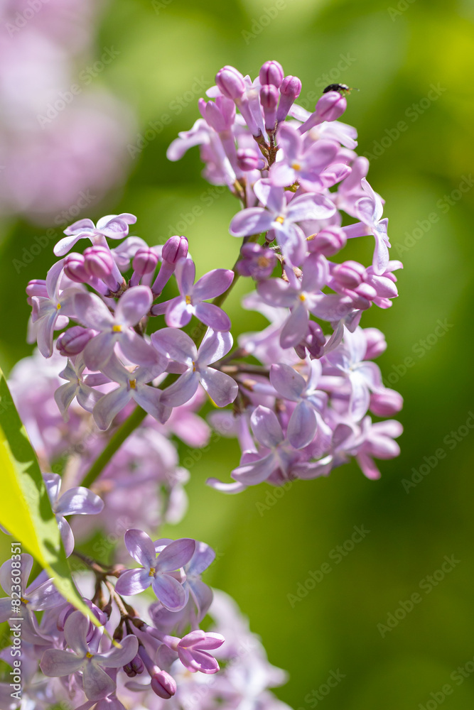 Beautiful lilac flowers ,Purple lilac flowers on the bush, summertime background. Beautiful lilac flowers ,Purple lilac flowers on the bush, summertime background.