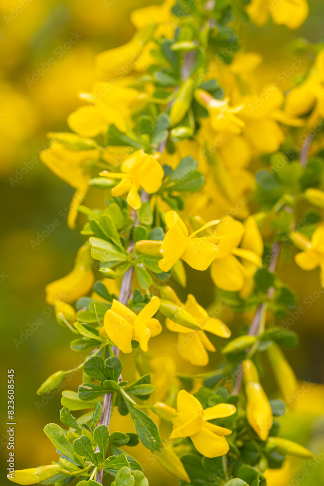 Caragana close-up. Steppe Acacia. Steppe shrub with yellow flowers. Lush flowering of caragana.