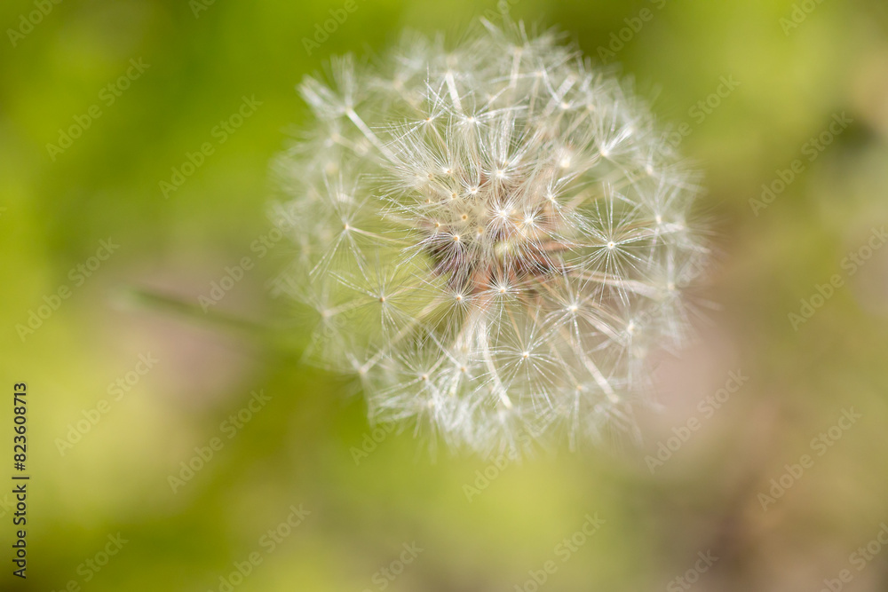 Obraz premium Close up of blooming yellow dandelion flowers Taraxacum officinale in garden on spring time.