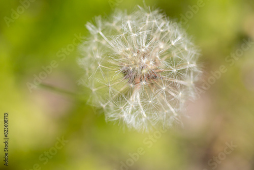 Close up of blooming yellow dandelion flowers Taraxacum officinale in garden on spring time.