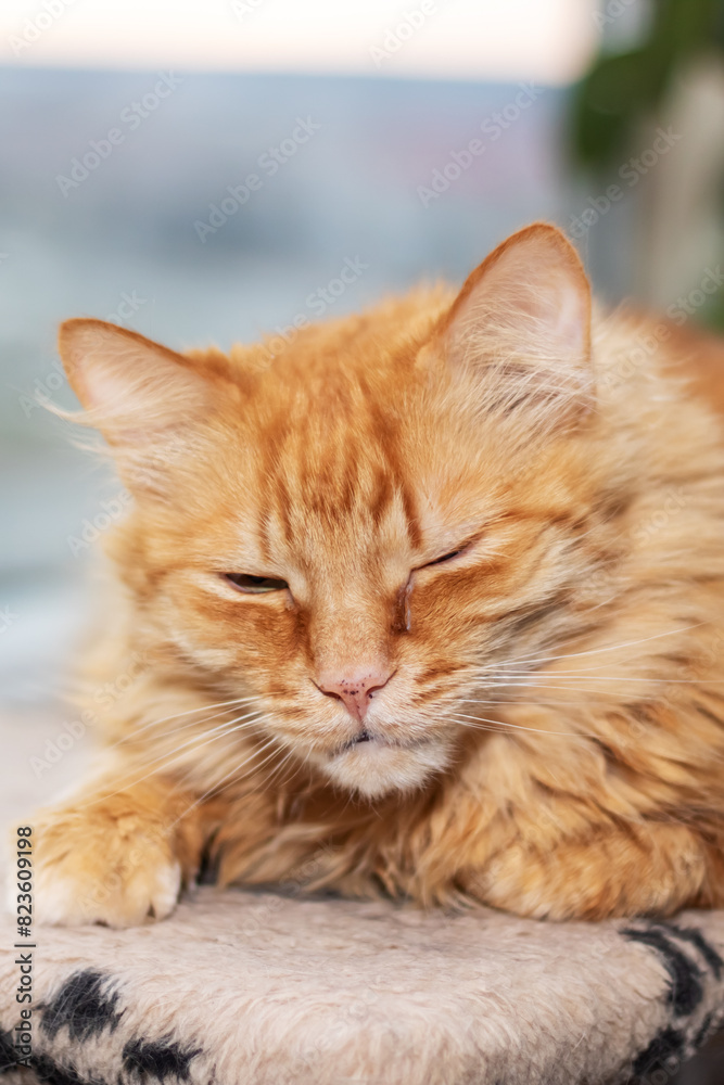 Red fluffy Maine resting at home closeup