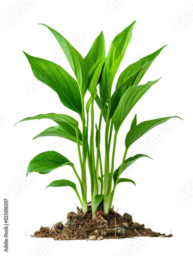 A green plant sprouting and growing from the earths soil on a transparent background photo