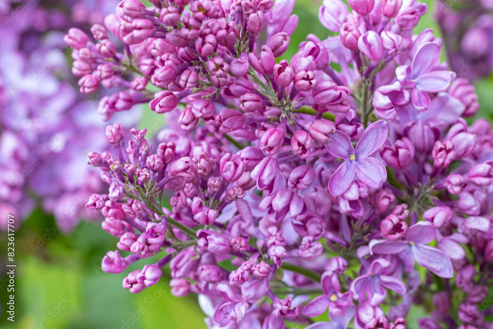 Beautiful lilac flowers ,Purple lilac flowers on the bush, summertime background. Beautiful lilac flowers ,Purple lilac flowers on the bush, summertime background.