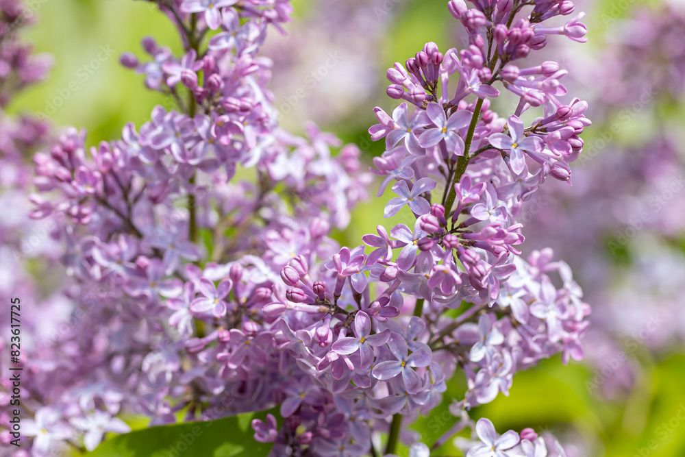 Beautiful lilac flowers ,Purple lilac flowers on the bush, summertime background.