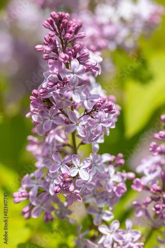 Beautiful lilac flowers ,Purple lilac flowers on the bush, summertime background.