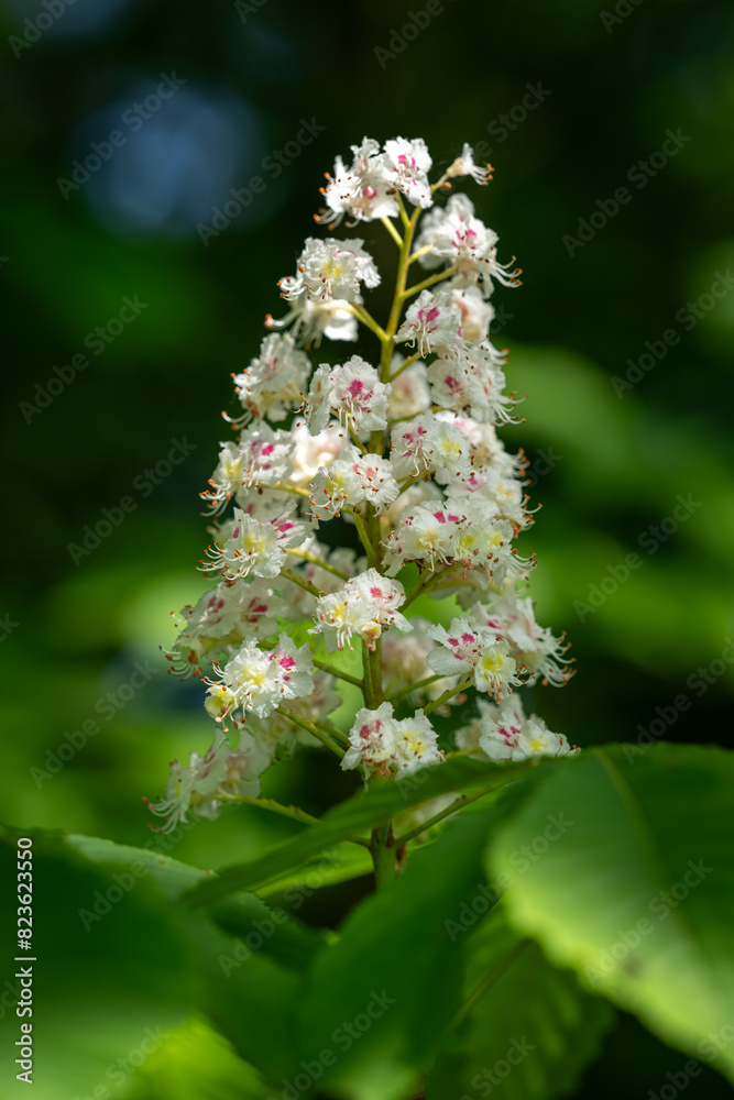 Fresh white chestnut flower and green leaves. Fresh white chestnut flower and green leaves.
