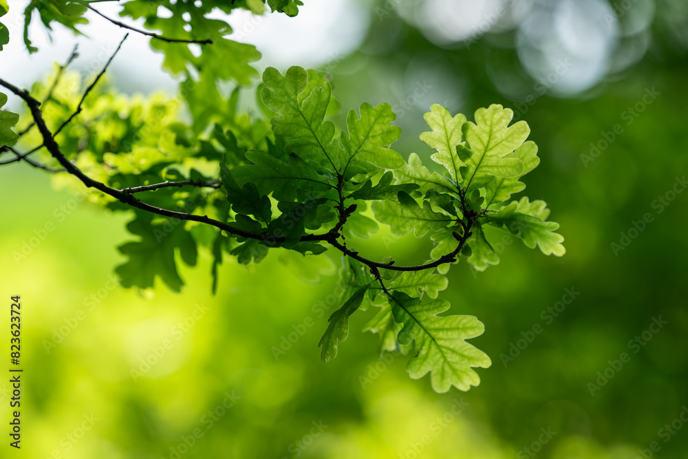 Fototapeta premium Fresh green oak leaves on a branch.
