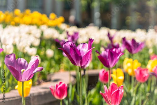 Tulips of bright and diverse colors adorn the streets of the city. Spring landscape design. Selected focus.