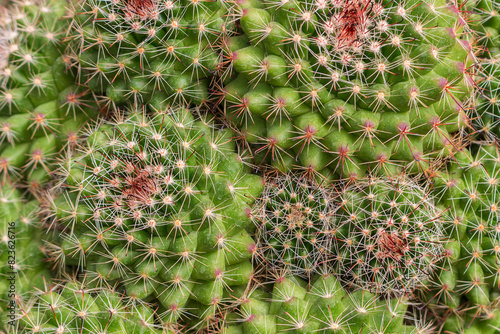 Close-up of small green cacti with pink spines. Nature texture background with copy space with cactus balls. Top view