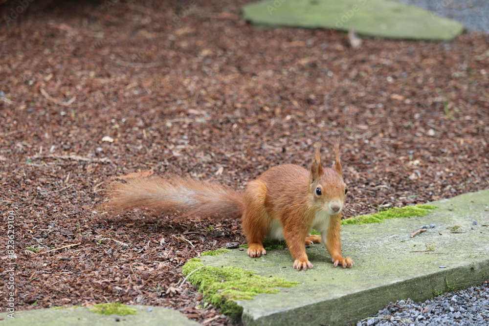 eurasisches eichhörnchen, sciurus vulgaris eurasisches eichhörnchen, sciurus vulgaris