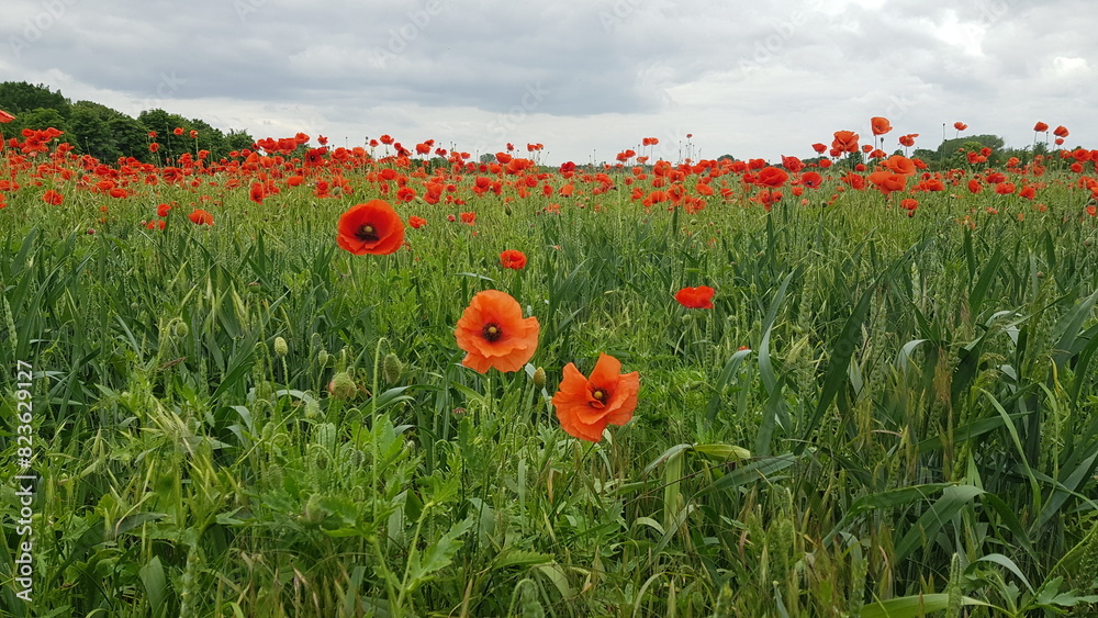 Obraz premium flowers