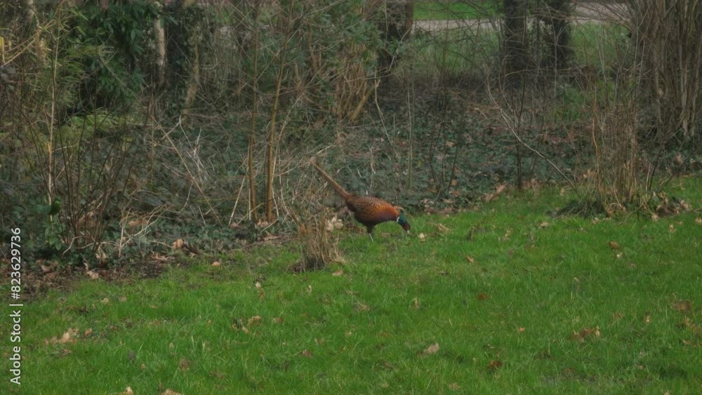 Wild pheasant grazing in the garden, natural habitat Wild pheasant grazing in the garden, natural habitat