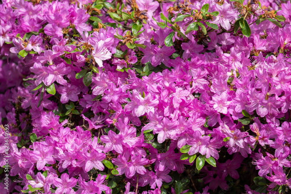 Light purple azalea flowers outside in the garden. Light purple azalea flowers outside in the garden.