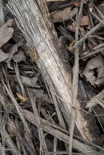 The huntsman spider hunts on dry twigs.