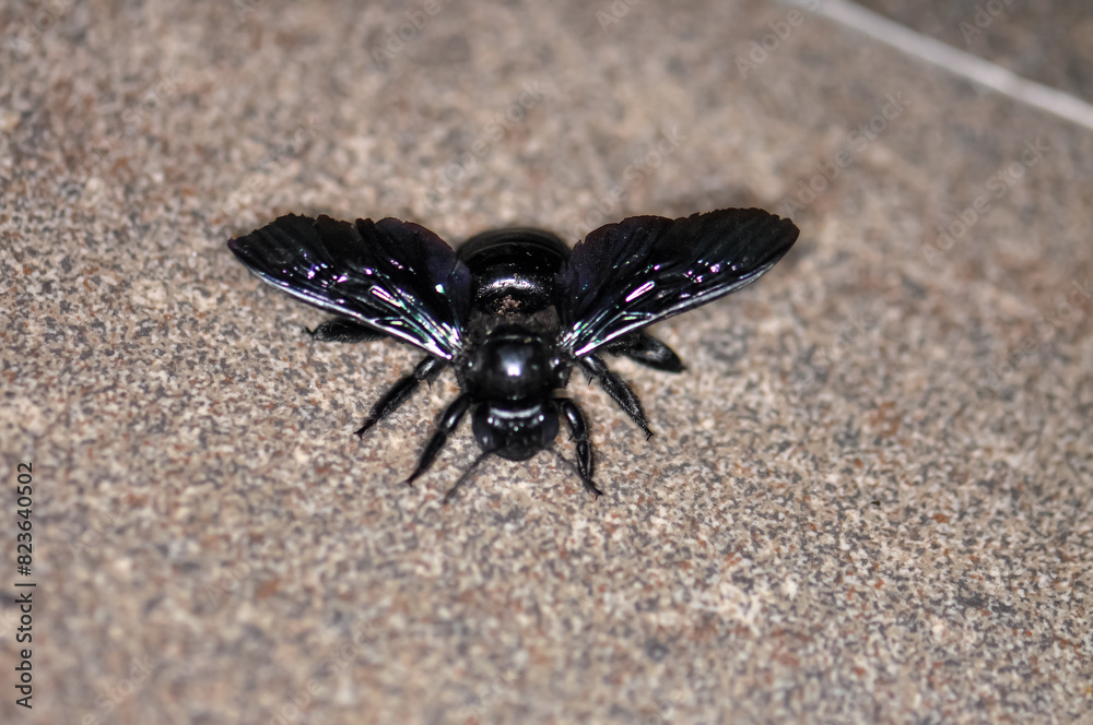A purple carpenter bee, or a purple carpenter bumblebee, or Xylocopa violacea sits on the floor. Macro photo of an insect. A purple carpenter bee, or a purple carpenter bumblebee, or Xylocopa violacea sits on the floor. Macro photo of an insect.