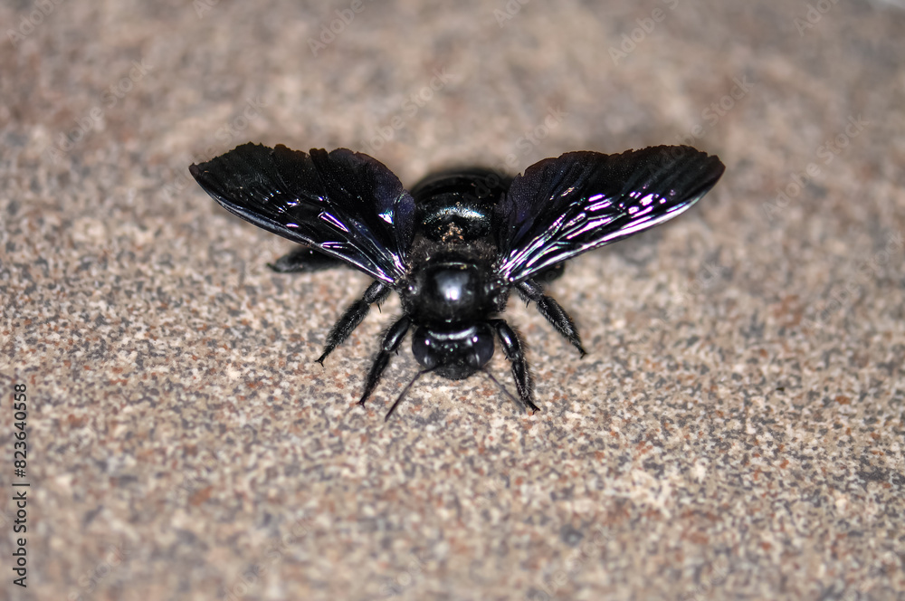 A purple carpenter bee, or a purple carpenter bumblebee, or Xylocopa violacea sits on the floor. Macro photo of an insect. A purple carpenter bee, or a purple carpenter bumblebee, or Xylocopa violacea sits on the floor. Macro photo of an insect.