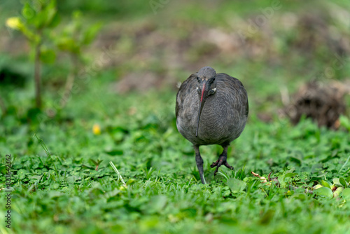Naivasha national park, hadada ibis