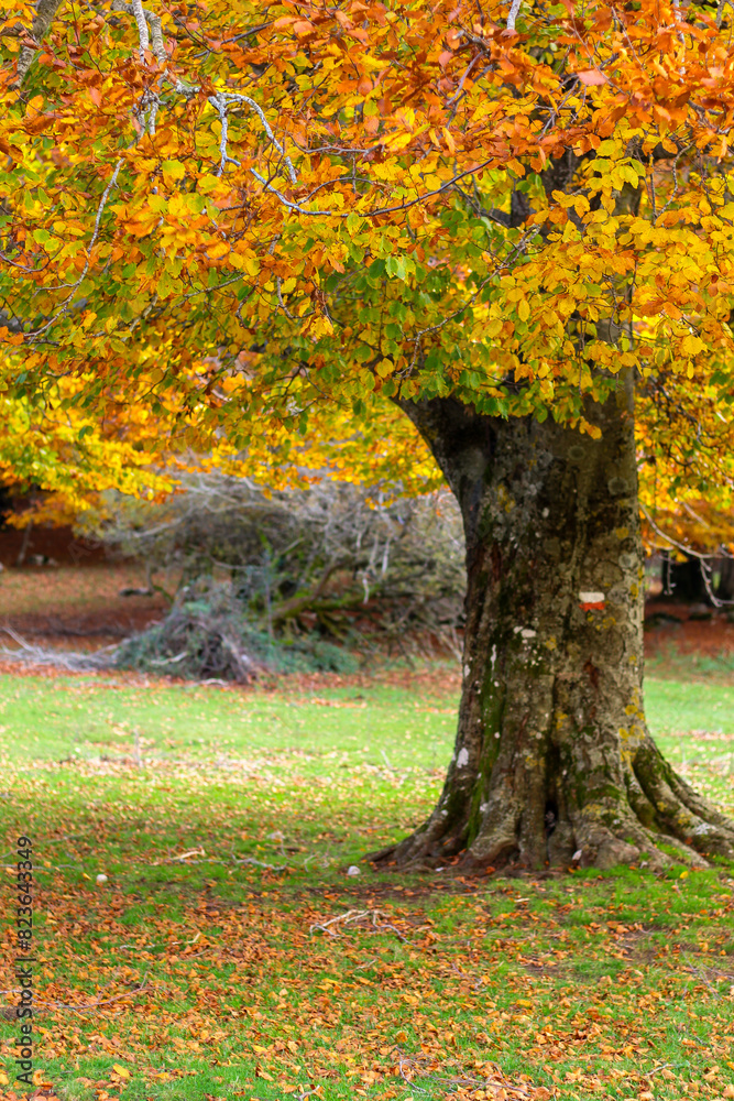Naklejka premium autumn in the forest