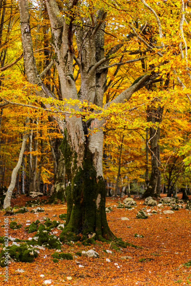 Fototapeta premium Tree with yellow foliage