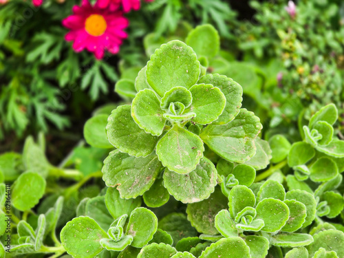 Close up of  Beautiful Green Succulent, Coleus socotranus. photo