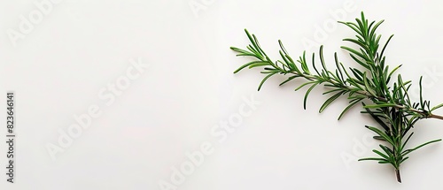 Sprig of rosemary with open copyspace  isolated on white