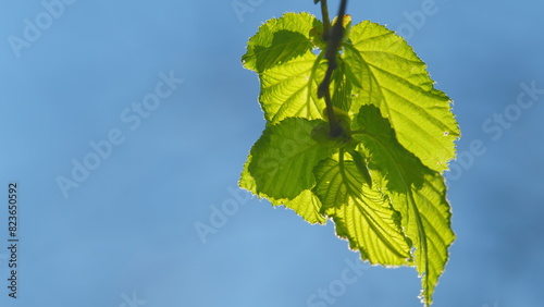 Bright Spring Natural Background. Green Leaves With Sun Rays. Tree Leaves Backlit On Blue Sky Background.