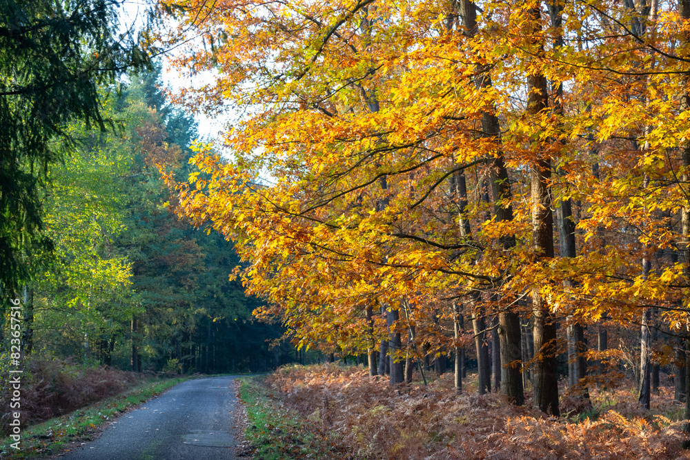 Paysage d'automne Paysage d'automne